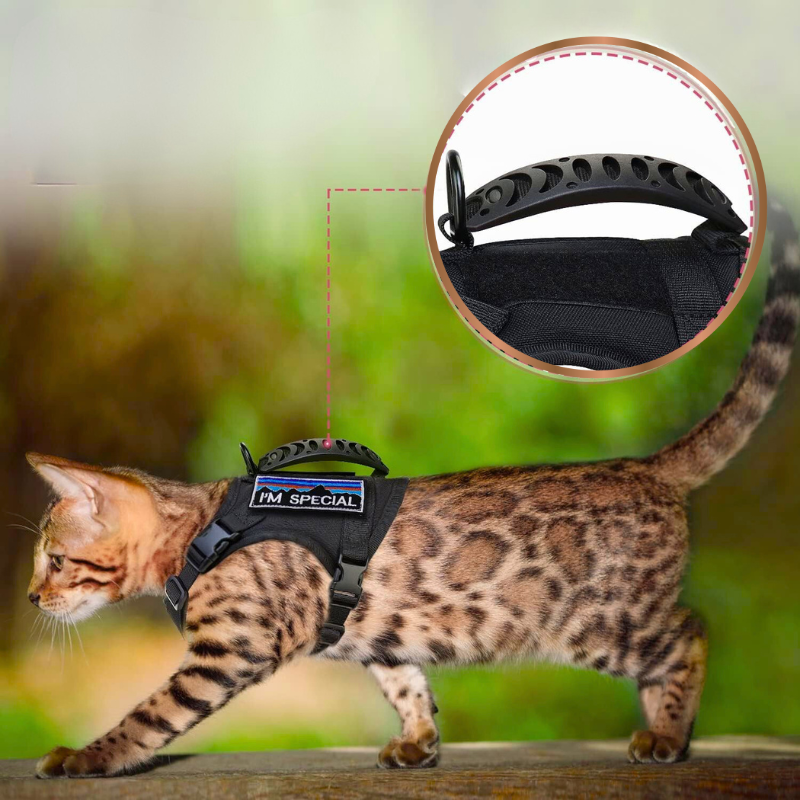 HARNAIS CHAT  |  ELEGANCE SAUVAGE™