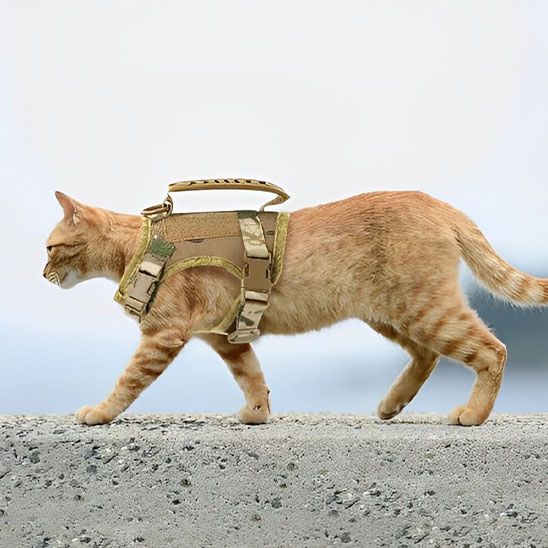 HARNAIS CHAT  |  ELEGANCE SAUVAGE™