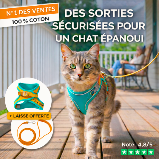 HARNAIS CHAT | LIBERTY CAT™